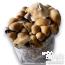 Psilocybe cubensis PE7