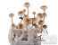 Treasure Coast Mushrooms