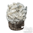 Kit de cultivo True Albino Teacher