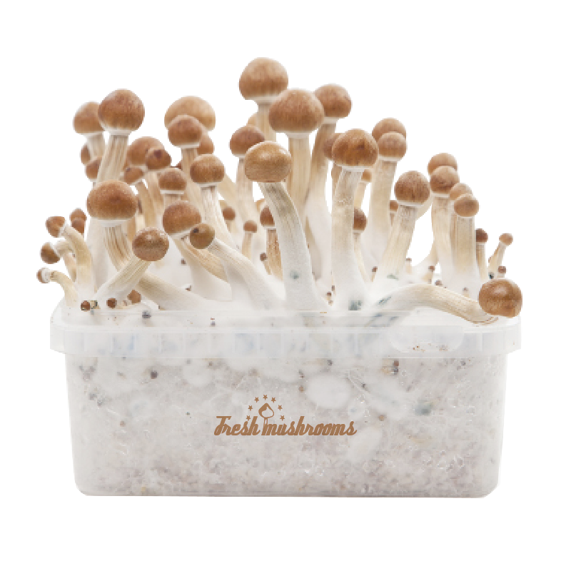 Kit De Cultivo 100% FreshMushrooms